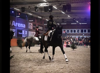 Meer warmbloeden, Ruin, 11 Jaar, 165 cm, Zwartbruin