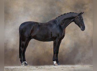 Meer warmbloeden, Ruin, 11 Jaar, 166 cm, Zwart