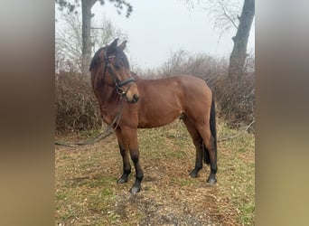 Meer warmbloeden, Ruin, 11 Jaar, 170 cm, Bruin