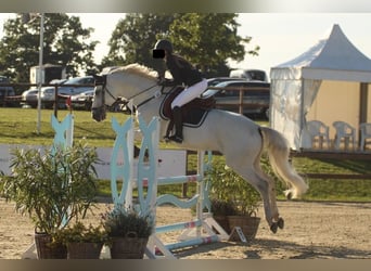 Meer warmbloeden, Ruin, 11 Jaar, 170 cm, Schimmel