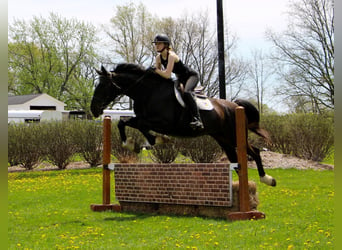 Meer warmbloeden, Ruin, 11 Jaar, 173 cm, Roodbruin