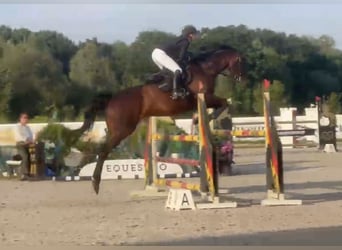 Meer warmbloeden, Ruin, 11 Jaar, 183 cm, Donkerbruin
