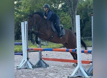 Meer warmbloeden, Ruin, 11 Jaar, Roodbruin