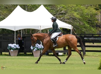 Meer warmbloeden, Ruin, 11 Jaar, Roodbruin