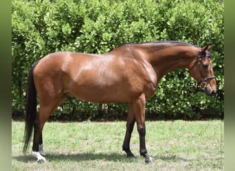 Meer warmbloeden, Ruin, 11 Jaar, Roodbruin