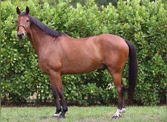 Meer warmbloeden, Ruin, 11 Jaar, Roodbruin