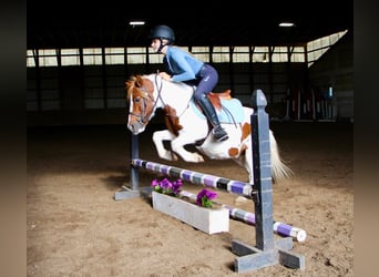 Meer warmbloeden, Ruin, 12 Jaar, 122 cm, Donkere-vos