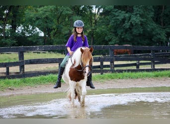 Meer warmbloeden, Ruin, 12 Jaar, 122 cm, Donkere-vos