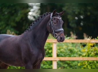 Meer warmbloeden, Ruin, 12 Jaar, 145 cm, Donkerbruin