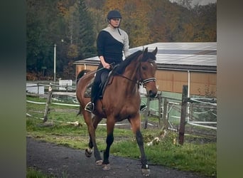 Meer warmbloeden, Ruin, 12 Jaar, 155 cm, Bruin