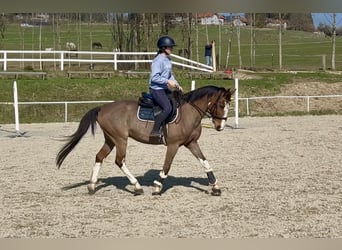Meer warmbloeden, Ruin, 12 Jaar, 158 cm, Lichtbruin