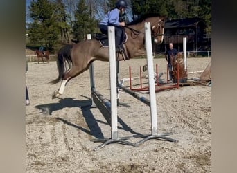 Meer warmbloeden, Ruin, 12 Jaar, 158 cm, Lichtbruin