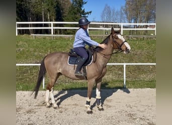 Meer warmbloeden, Ruin, 12 Jaar, 158 cm, Lichtbruin
