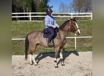Meer warmbloeden, Ruin, 12 Jaar, 158 cm, Lichtbruin