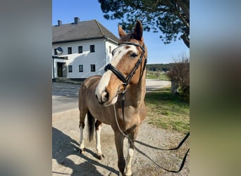 Meer warmbloeden, Ruin, 12 Jaar, 158 cm, Lichtbruin