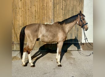 Meer warmbloeden, Ruin, 12 Jaar, 158 cm, Lichtbruin