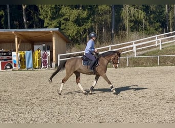 Meer warmbloeden, Ruin, 12 Jaar, 158 cm, Lichtbruin