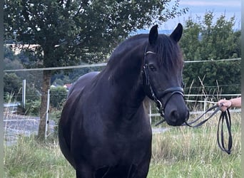 Meer warmbloeden Mix, Ruin, 12 Jaar, 160 cm, Zwart