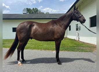 Meer warmbloeden, Ruin, 12 Jaar, 163 cm, Roodbruin