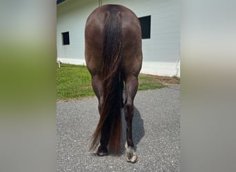 Meer warmbloeden, Ruin, 12 Jaar, 163 cm, Roodbruin