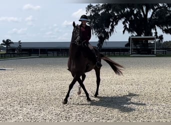 Meer warmbloeden, Ruin, 12 Jaar, 163 cm, Roodbruin