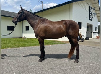 Meer warmbloeden, Ruin, 12 Jaar, 163 cm, Roodbruin