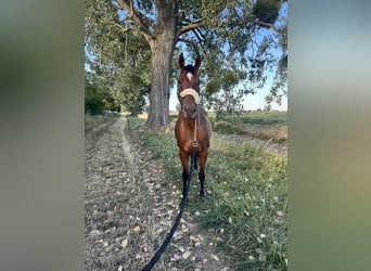 Meer warmbloeden, Ruin, 12 Jaar, 165 cm, Bruin
