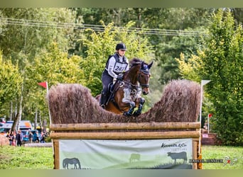 Meer warmbloeden, Ruin, 12 Jaar, 165 cm, Bruin