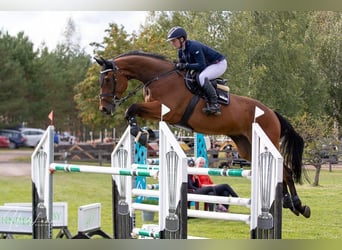 Meer warmbloeden, Ruin, 12 Jaar, 170 cm, Bruin