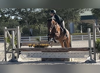 Meer warmbloeden, Ruin, 12 Jaar, Roodbruin