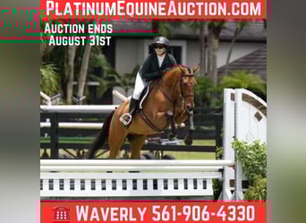 Meer warmbloeden, Ruin, 12 Jaar, Roodbruin