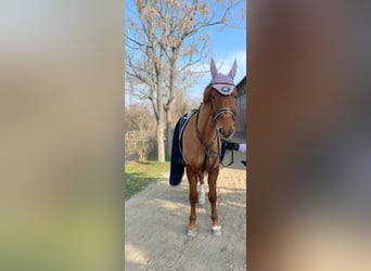 Meer warmbloeden, Ruin, 12 Jaar, Vos