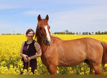 Meer warmbloeden Mix, Ruin, 13 Jaar, 152 cm, Vos