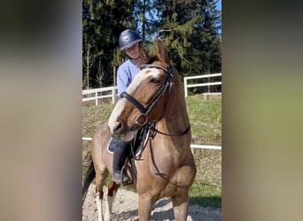Meer warmbloeden, Ruin, 13 Jaar, 160 cm, Bruin
