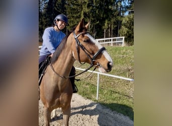 Meer warmbloeden, Ruin, 13 Jaar, 160 cm, Bruin