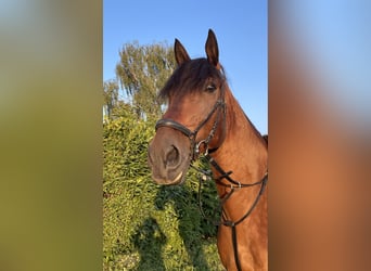 Meer warmbloeden, Ruin, 13 Jaar, 165 cm, Bruin