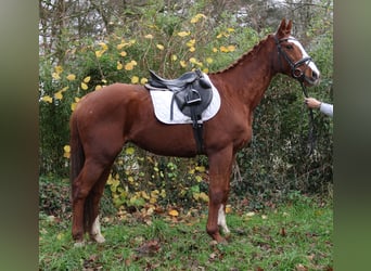 Meer warmbloeden, Ruin, 13 Jaar, 165 cm, Vos