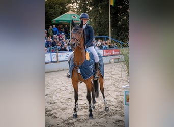 Meer warmbloeden, Ruin, 13 Jaar, 167 cm, Bruin