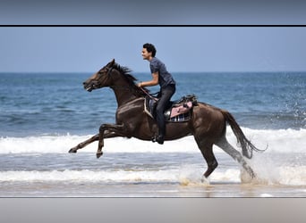 Meer warmbloeden, Ruin, 13 Jaar, 167 cm, Donkere-vos