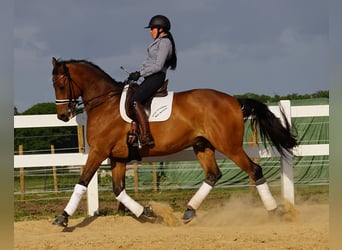 Meer warmbloeden, Ruin, 13 Jaar, 175 cm, Brauner