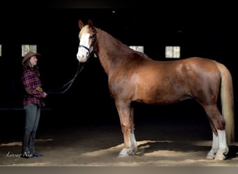 Meer warmbloeden, Ruin, 13 Jaar, 180 cm, Donkere-vos