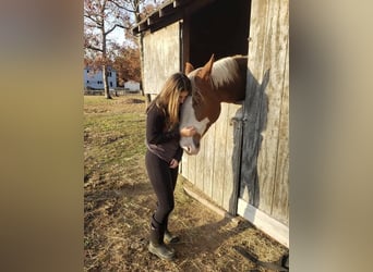 Meer warmbloeden, Ruin, 13 Jaar, 180 cm, Donkere-vos