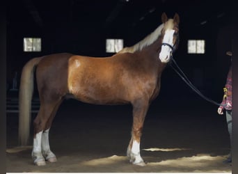 Meer warmbloeden, Ruin, 13 Jaar, 180 cm, Donkere-vos