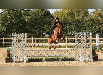Meer warmbloeden, Ruin, 14 Jaar, 146 cm