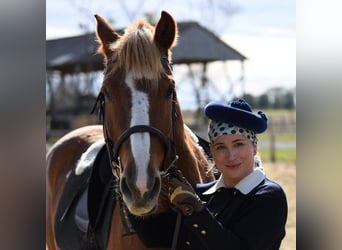 Meer warmbloeden Mix, Ruin, 14 Jaar, 153 cm, Vos