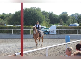 Meer warmbloeden Mix, Ruin, 14 Jaar, 153 cm, Vos