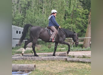 Meer warmbloeden, Ruin, 14 Jaar, 157 cm, Zwart