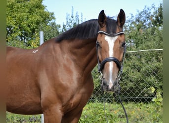 Meer warmbloeden, Ruin, 14 Jaar, 165 cm, Bruin
