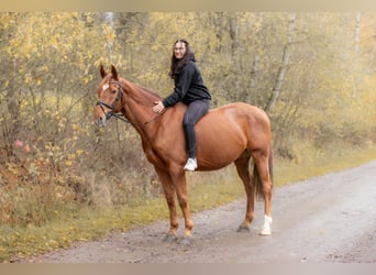 Meer warmbloeden, Ruin, 14 Jaar, 165 cm, Vos