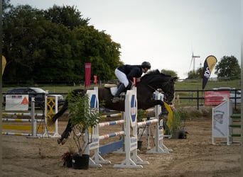 Meer warmbloeden, Ruin, 14 Jaar, 168 cm, Zwart